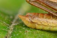 Euchorthippus elegantulus