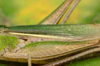 Chorthippus albomarginatus