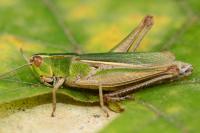 Chorthippus albomarginatus