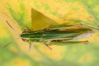 Chorthippus albomarginatus