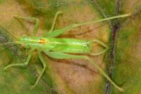 Meconema meridionale
