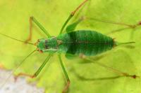 Leptophyes punctatissima