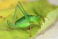 Leptophyes punctatissima