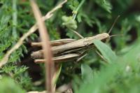 Chorthippus albomarginatus