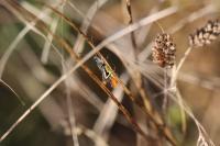 Omocestus rufipes