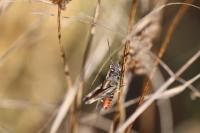 Omocestus rufipes