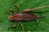 Pholidoptera griseoaptera