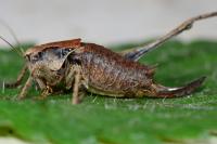 Pholidoptera griseoaptera