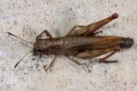 Gomphocerippus rufus