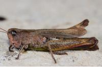 Gomphocerippus rufus