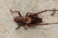 Pholidoptera griseoaptera