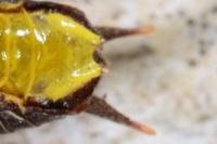 Pholidoptera griseoaptera