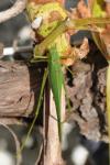 Phaneroptera