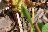 Phaneroptera
