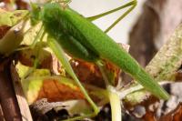 Phaneroptera