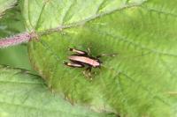 Pholidoptera griseoaptera