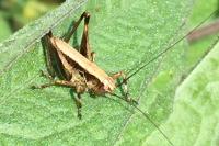 Pholidoptera griseoaptera