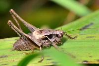 Pholidoptera griseoaptera
