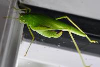 Phaneroptera nana