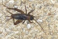 Nemobius sylvestris