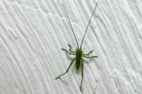 Tettigonia viridissima