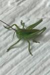Tettigonia viridissima