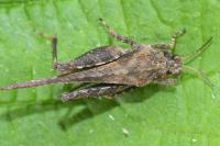 Tetrix subulata