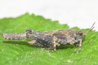 Tetrix subulata
