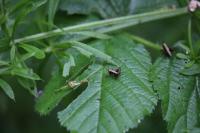 Pholidoptera griseoaptera