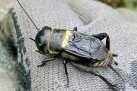 Gryllus campestris