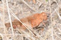 Oedipoda caerulescens