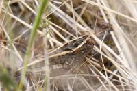 Calliptamus italicus