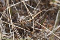 Calliptamus italicus