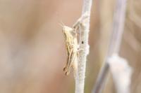 Euchorthippus elegantulus