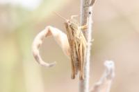 Euchorthippus elegantulus