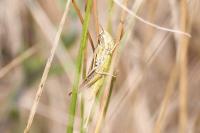 Euchorthippus elegantulus