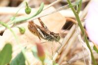 Gomphocerippus biguttulus