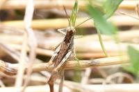 Gomphocerippus biguttulus