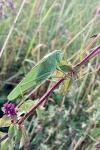 Tettigonia viridissima
