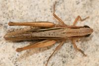 Euchorthippus elegantulus