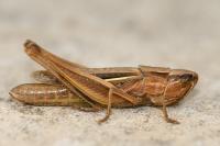 Euchorthippus elegantulus