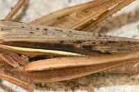 Euchorthippus elegantulus