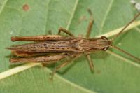 Chorthippus dorsatus