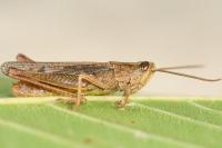 Chorthippus dorsatus