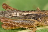 Chorthippus dorsatus