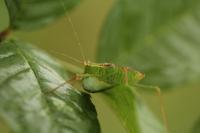 Leptophyes punctatissima