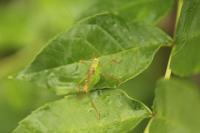 Leptophyes punctatissima