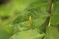Leptophyes punctatissima