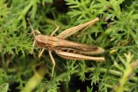 Euchorthippus elegantulus