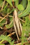 Euchorthippus elegantulus